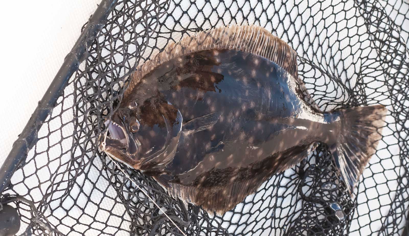 flounder fishing ocean city maryland