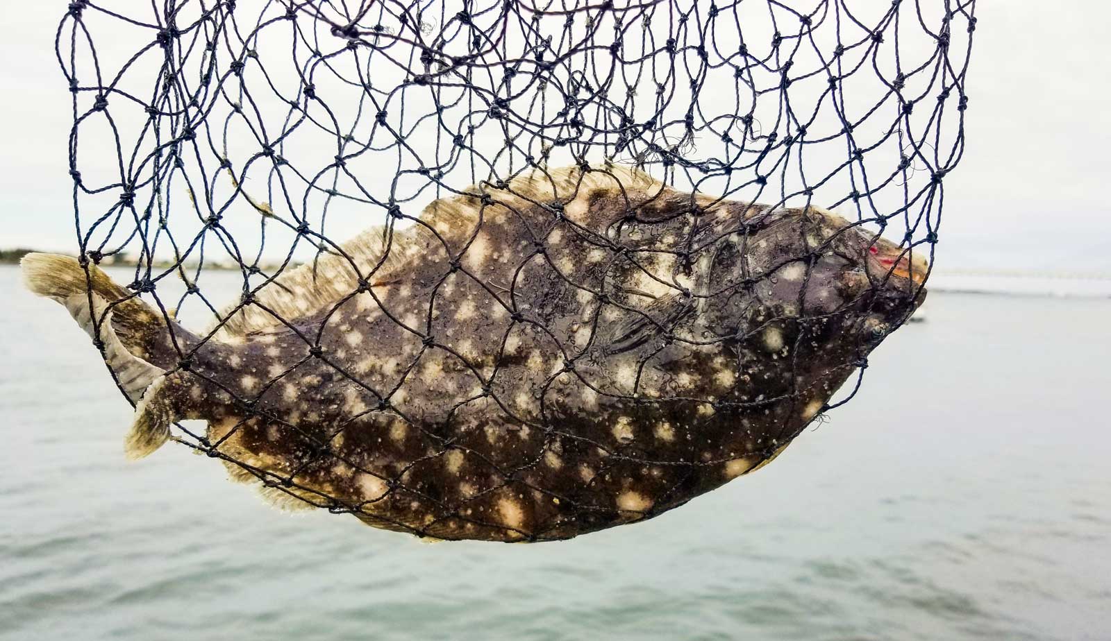 flounder fishing ocean city maryland