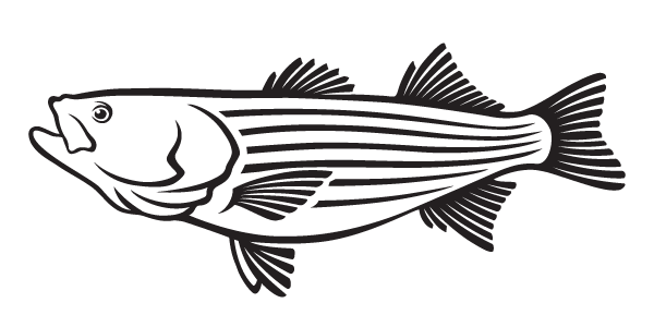 striped bass fishing ocean city, MD